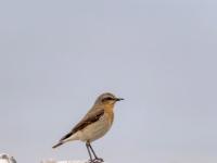 Steinschmätzer Weibchen